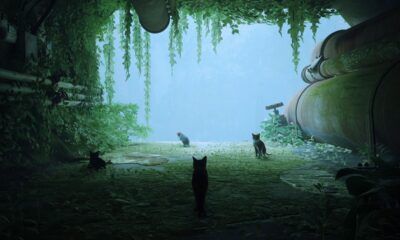 Stray