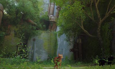 Stray