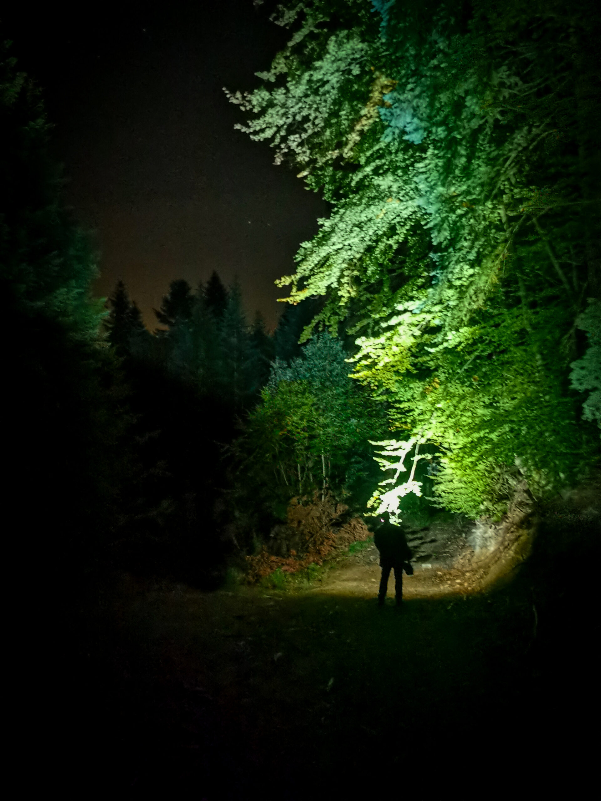 Latarka LED oświetlająca leśną ścieżkę nocą
