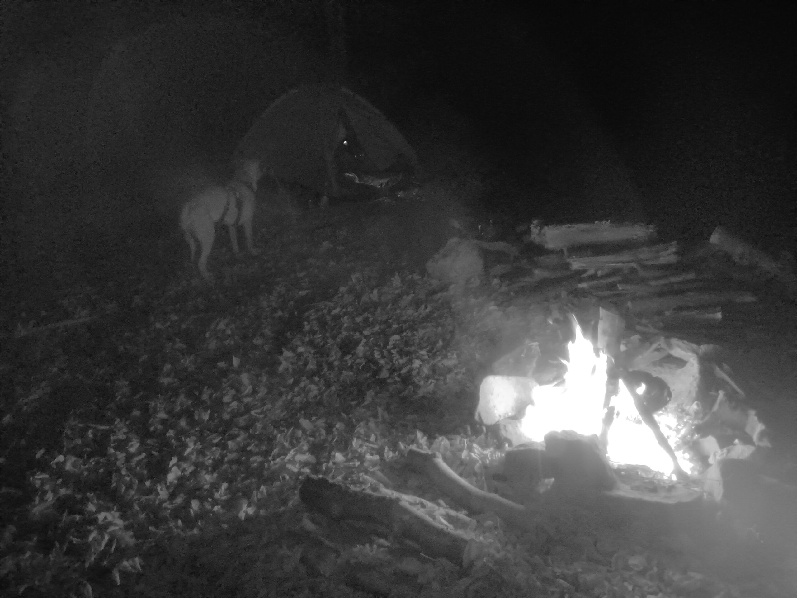 Oukitel WP55 Pro – telefon używany na biwaku w lesie