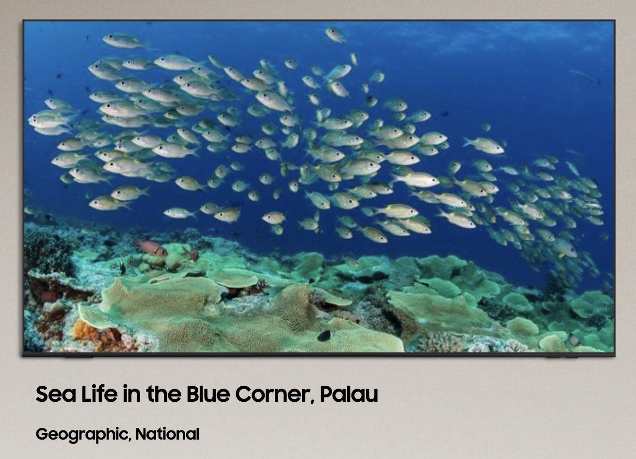 Sea Life in the Blue Corner, Palau w Samsung Art Store